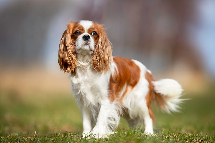 تصویر کاوالیر کینگ چارلز اسپانیل (Cavalier King Charles Spaniel)